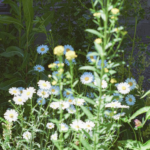 Kostnadsfria Kostnadsfri bild av blomning, kvadratisk format, trädgård Stock foto