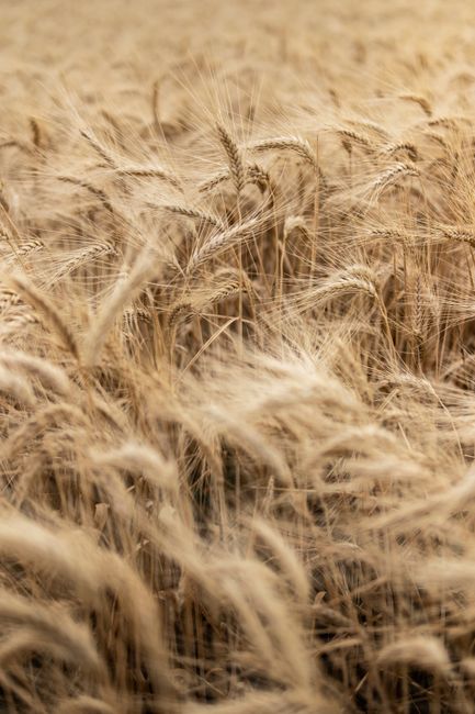 Close-up of a golden wheat field in full bloom captured during daytime, showcasing texture and detail.