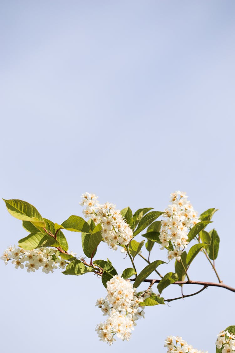 Prunus Padus Flowers In Bloom