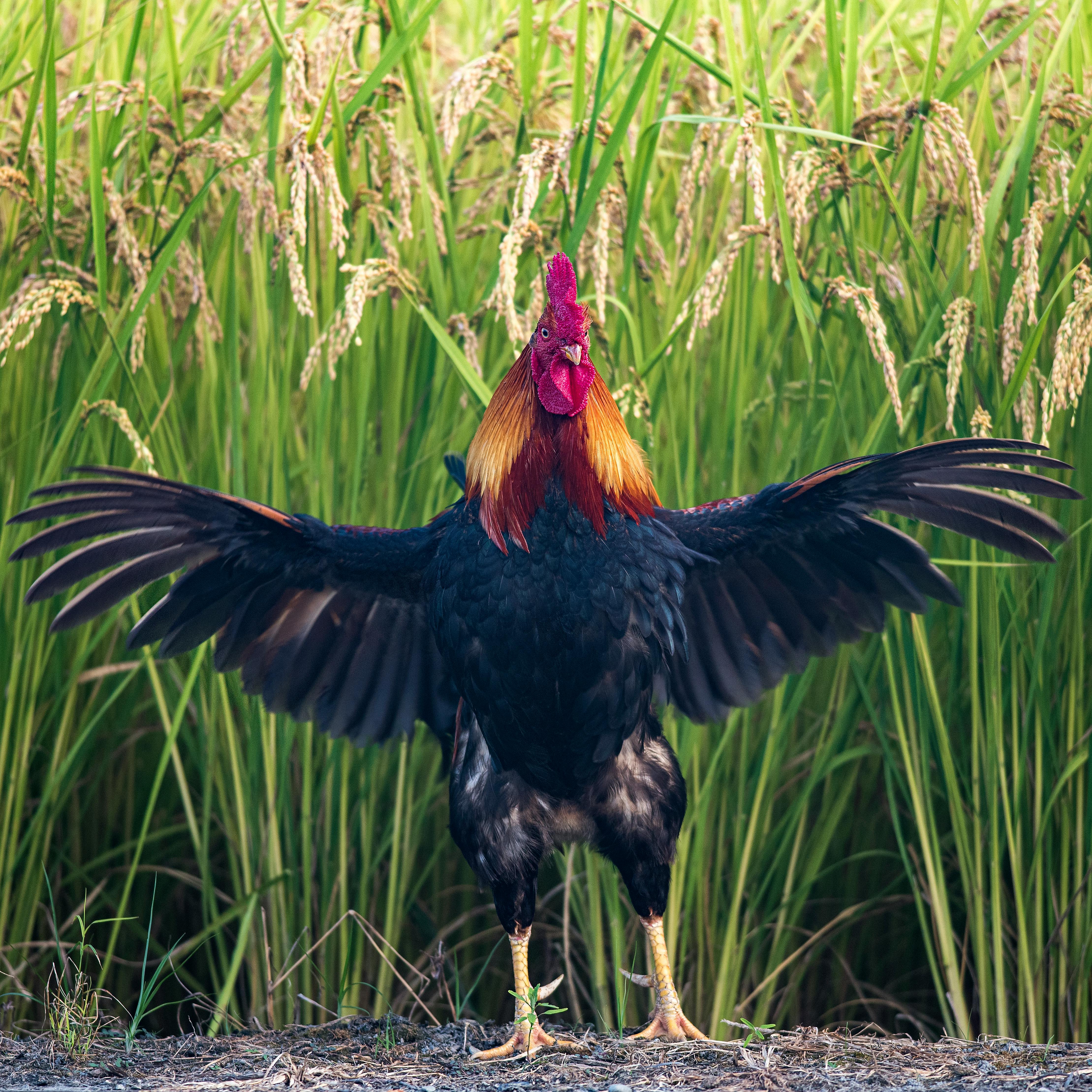 Rooster Tail Feathers in Close-up Shot · Free Stock Photo