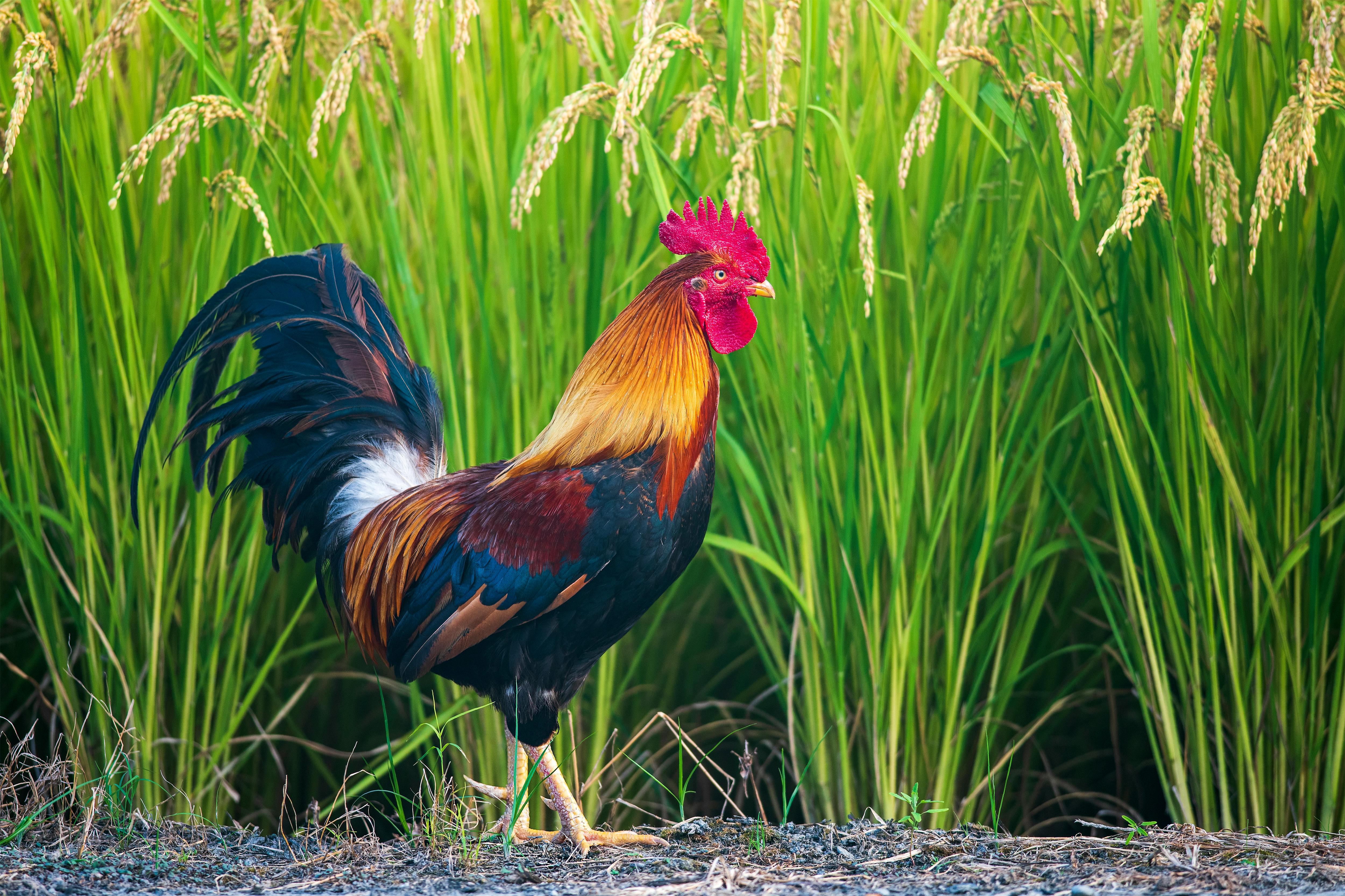A colorful rooster standing in a lush green rice field in Taiwan