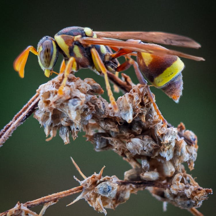 Close Up Of A Wasp