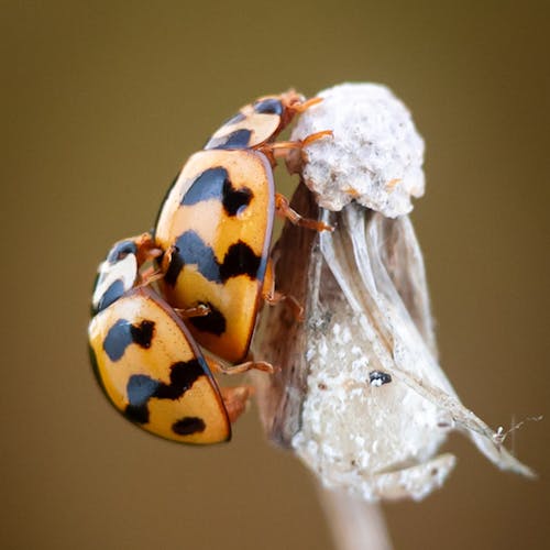 Gratis Fotos de stock gratuitas de de cerca, formato cuadrado, fotografía de insectos Foto de stock