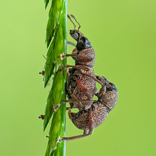 Bugs Mating on Plant
