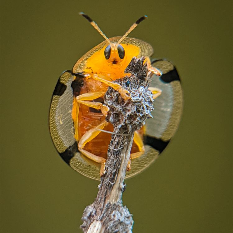Cute Yellow Bug Sitting on Branch · Free Stock Photo
