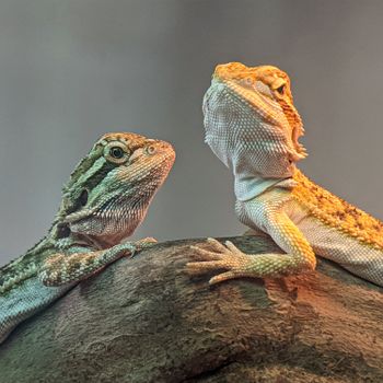 Komodo Dragon