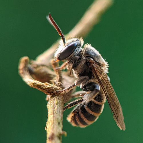 Free Close-up of a bee resting on a twig against a green background, capturing intricate details. Stock Photo