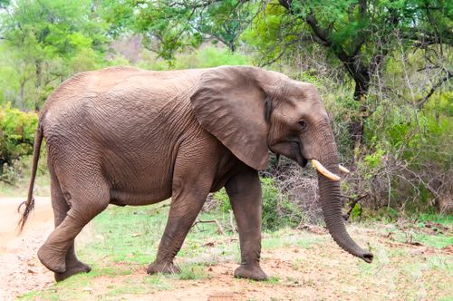 Free Side view of a majestic African elephant walking through lush South African wilderness. Stock Photo