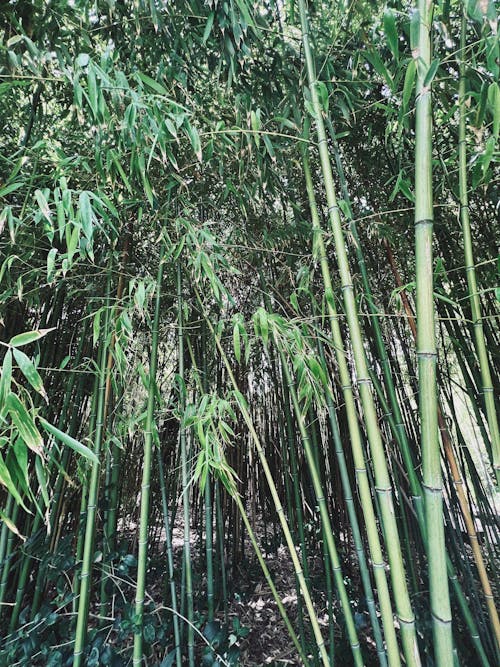 Foto profissional grátis de árvore verde, árvores de bambu, árvores verdes