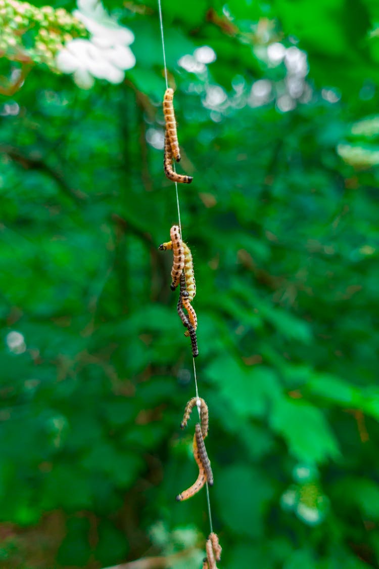 Worms Climbing On String