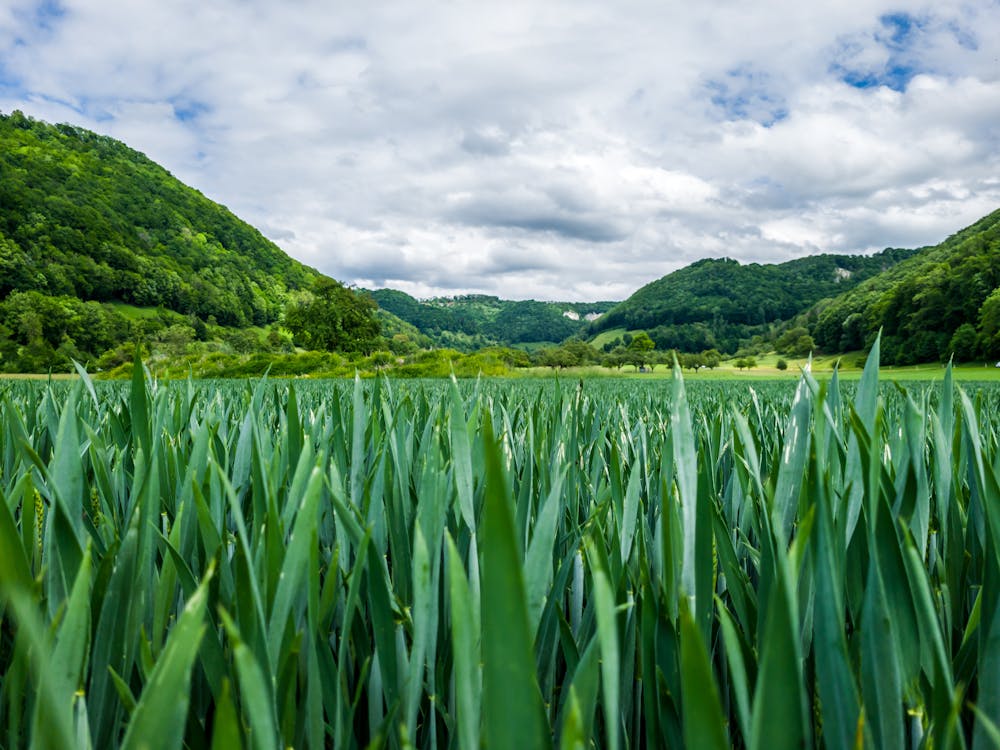 Landscape with Hills and Green Plants