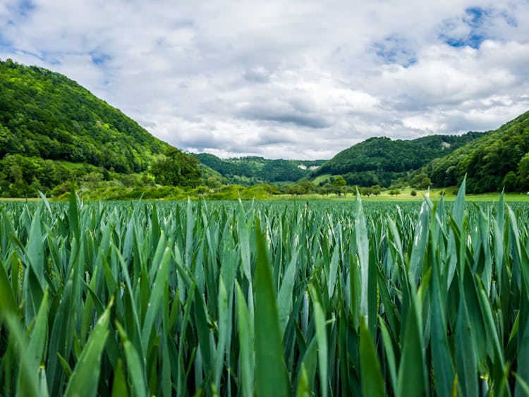 Landscape With Hills And Green Plants