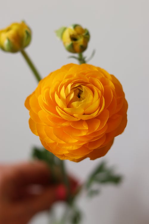 Yellow Flower in Close Up Photography