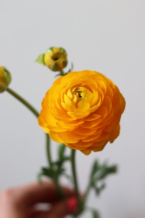 Close Up Photo of Yellow Flower
