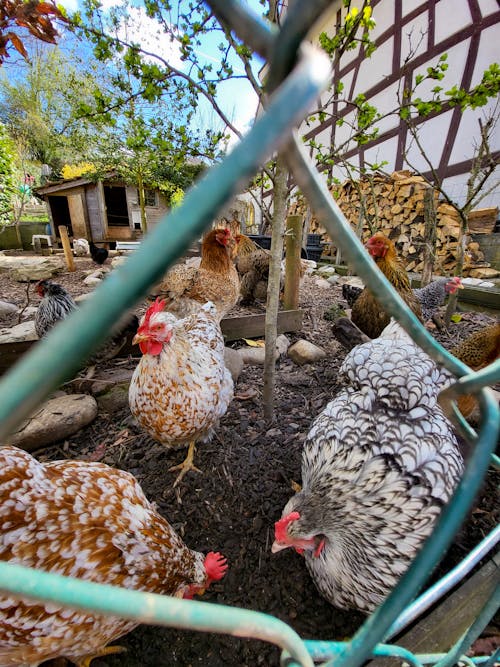 Flock of Chicken in the Cage