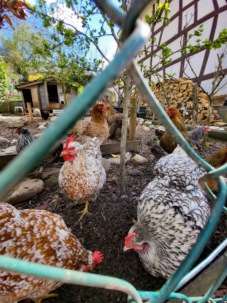 Flock Of Chicken In The Cage