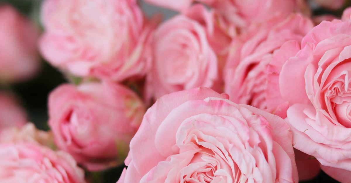 Gen Roses Close-Up Shot of Garden Roses · Free Stock Photo