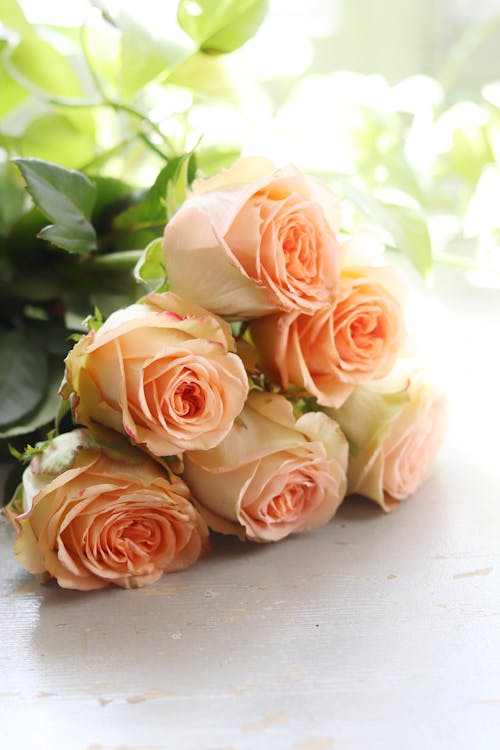Free Pink Roses on White Table Stock Photo