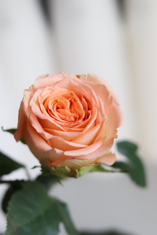 Free Close-up of a Rose Stock Photo