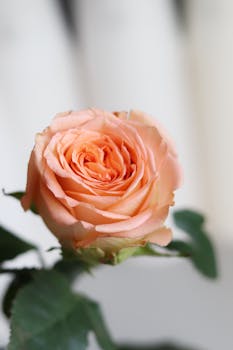 Stunning close-up of a peach-colored rose, showcasing its delicate petals.