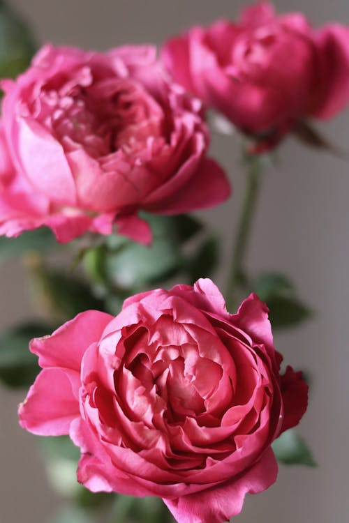 Gratis Foto stok gratis alam, berbunga, berwarna merah muda Foto Stok