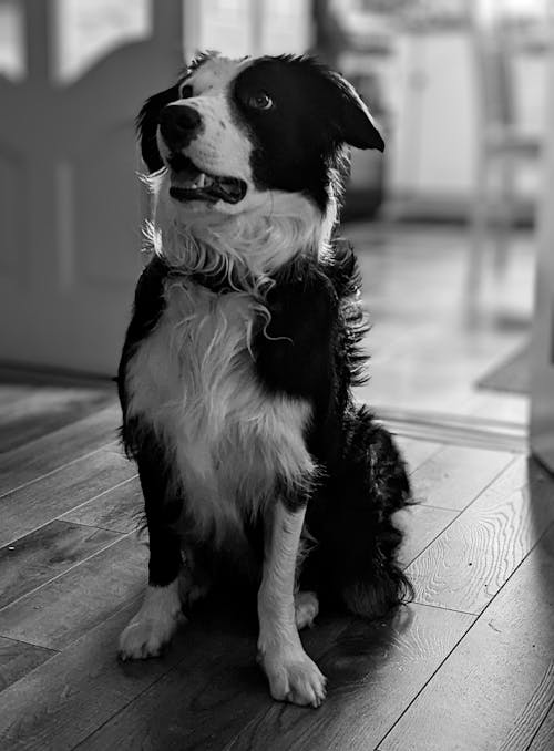 Free Grayscale Photo of a Border Collie  Stock Photo