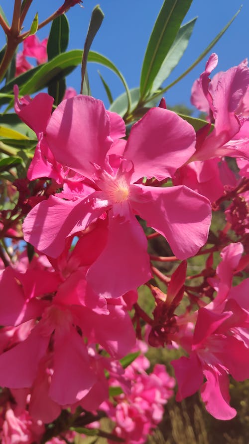 オレアンダー, ピンクの花, 垂直ショットの無料の写真素材