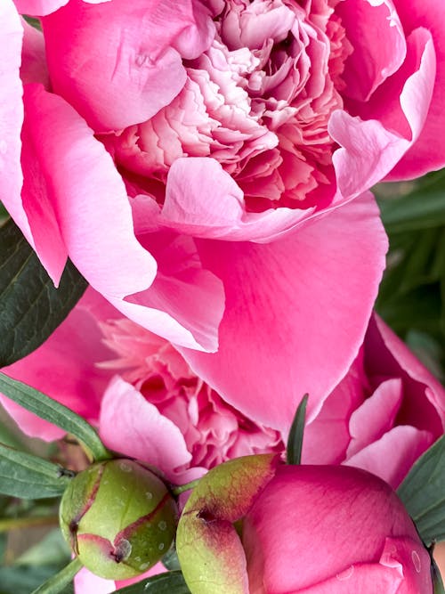 Free Pink Flower in Close Up Shot Stock Photo