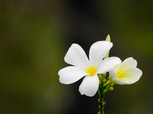 Free Detailed close-up of white Plumeria pudica flowers against a blurred green background. Stock Photo