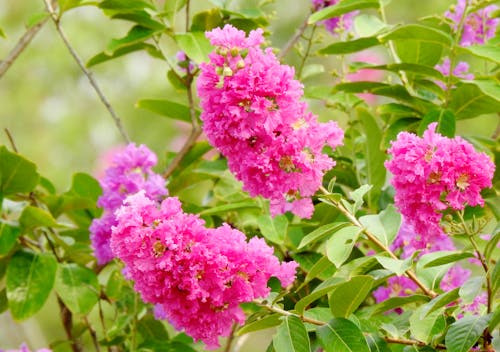 Foto stok gratis angiospermae, bunga-bunga, crape myrtle