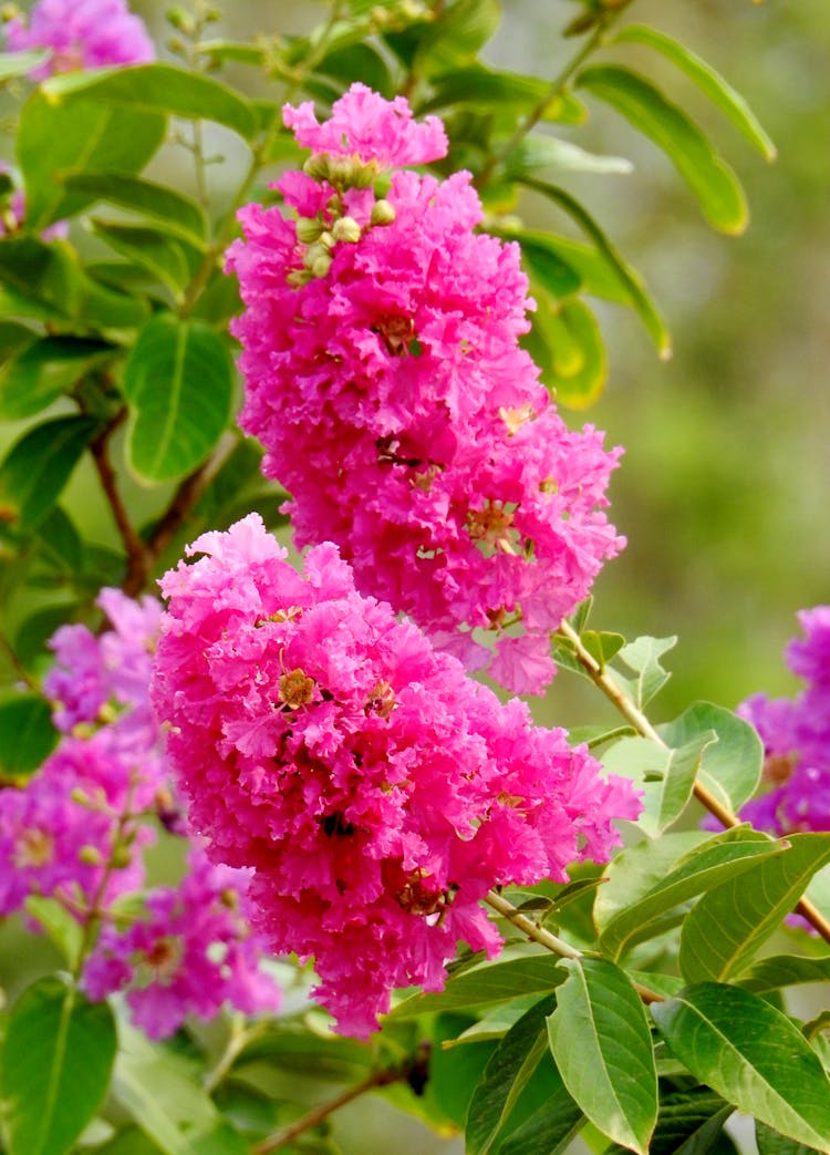 Close Up Of A Flower