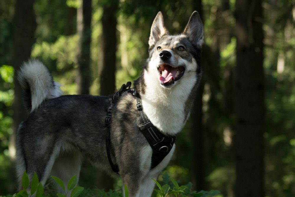 West Siberian Laika, photo 2