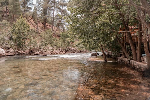 A River Lined with Trees