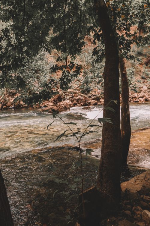 Free Tranquil forest river landscape with lush greenery and flowing water. Stock Photo