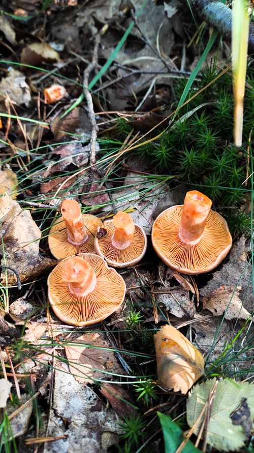 Free Close-up of wild Lactarius mushrooms on forest floor in IDF, France. Perfect for nature or food content. Stock Photo