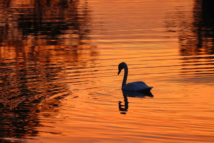 Silhouette Of Swan On The Lake