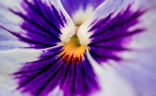 Free Purple and White Flower in Macro Shot Stock Photo