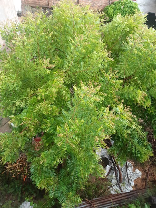 Gratis stockfoto met azadirachta indica, groene bladeren, groene boom