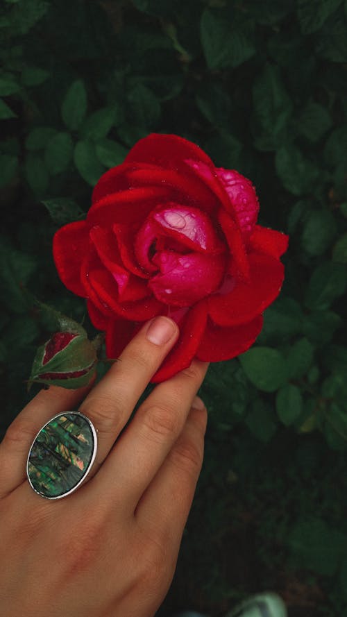 Základová fotografie zdarma na téma červená kytka, detail, flóra