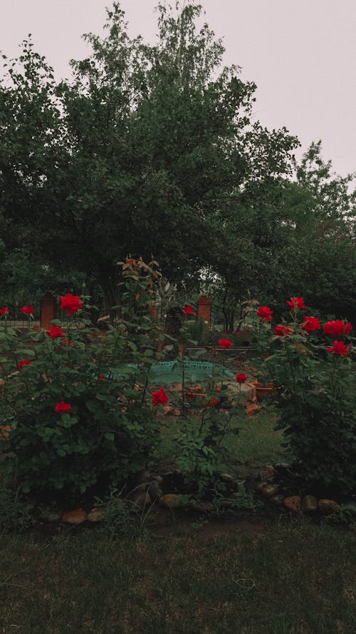 Základová fotografie zdarma na téma červené kytky, rostliny, travnatý