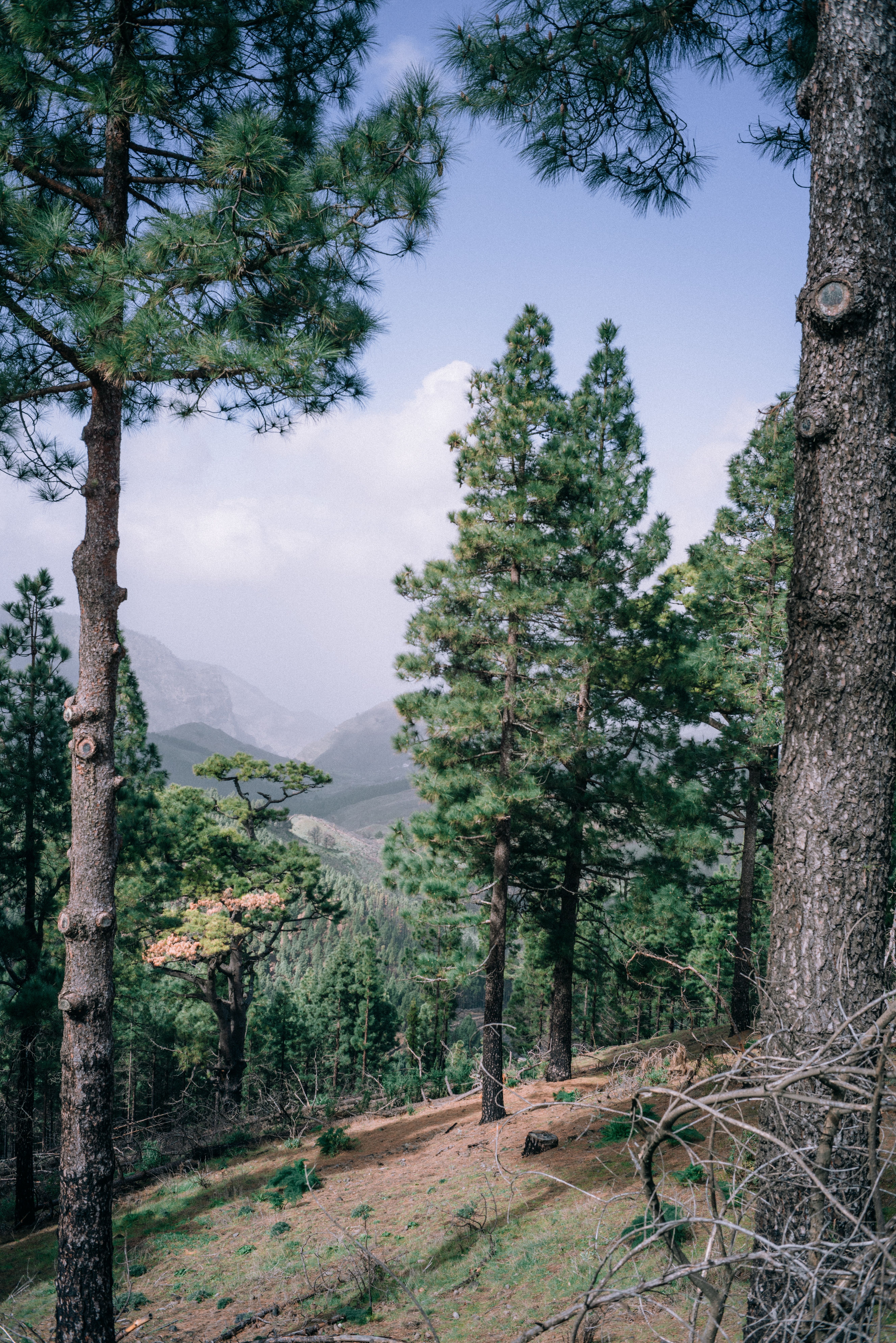 Landscape Photographed from a Forest on a Mountain · Free Stock Photo