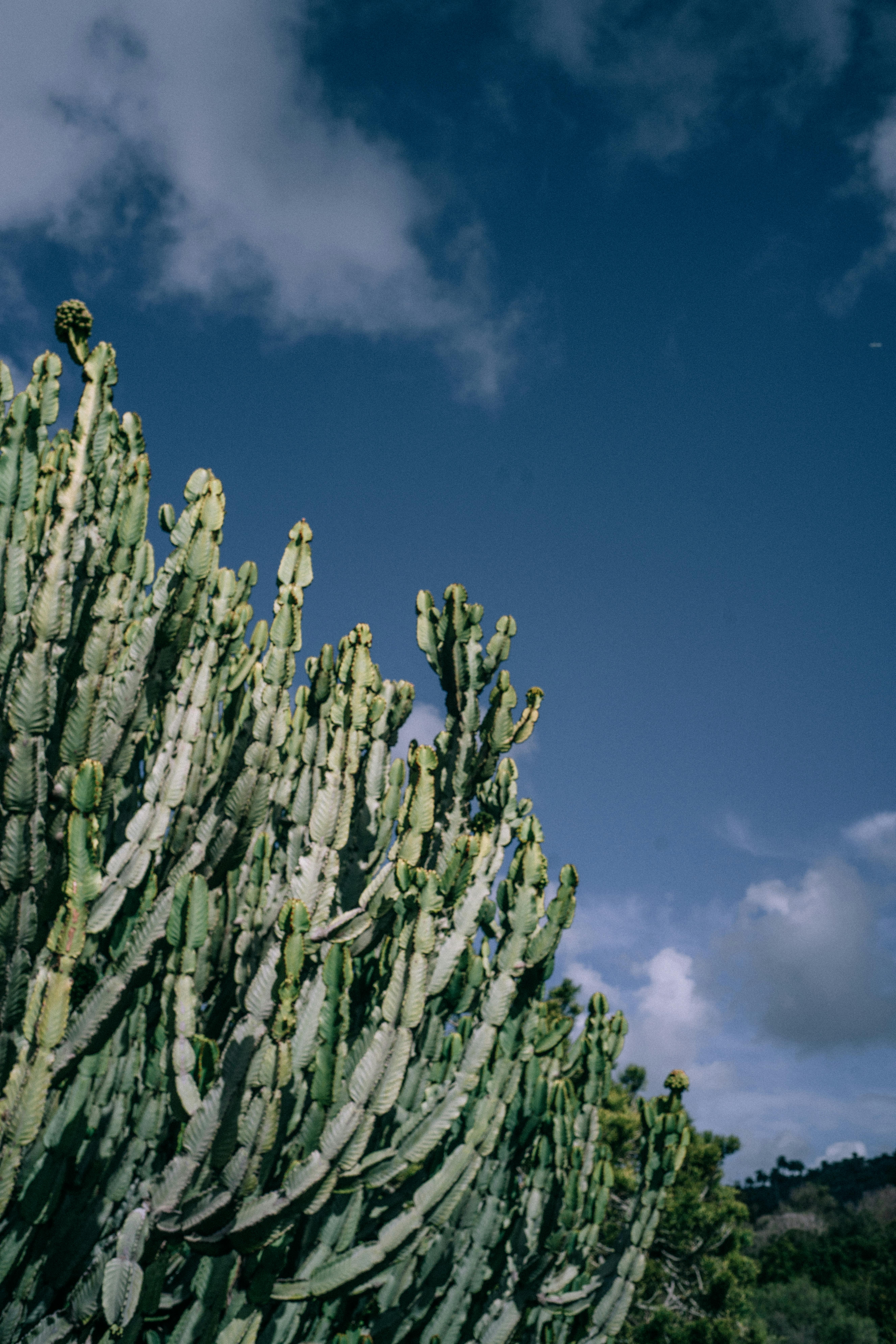Euphorbia candelabrum cactus against a clear blue sky in Spain, showcasing vibrant green foliage.
