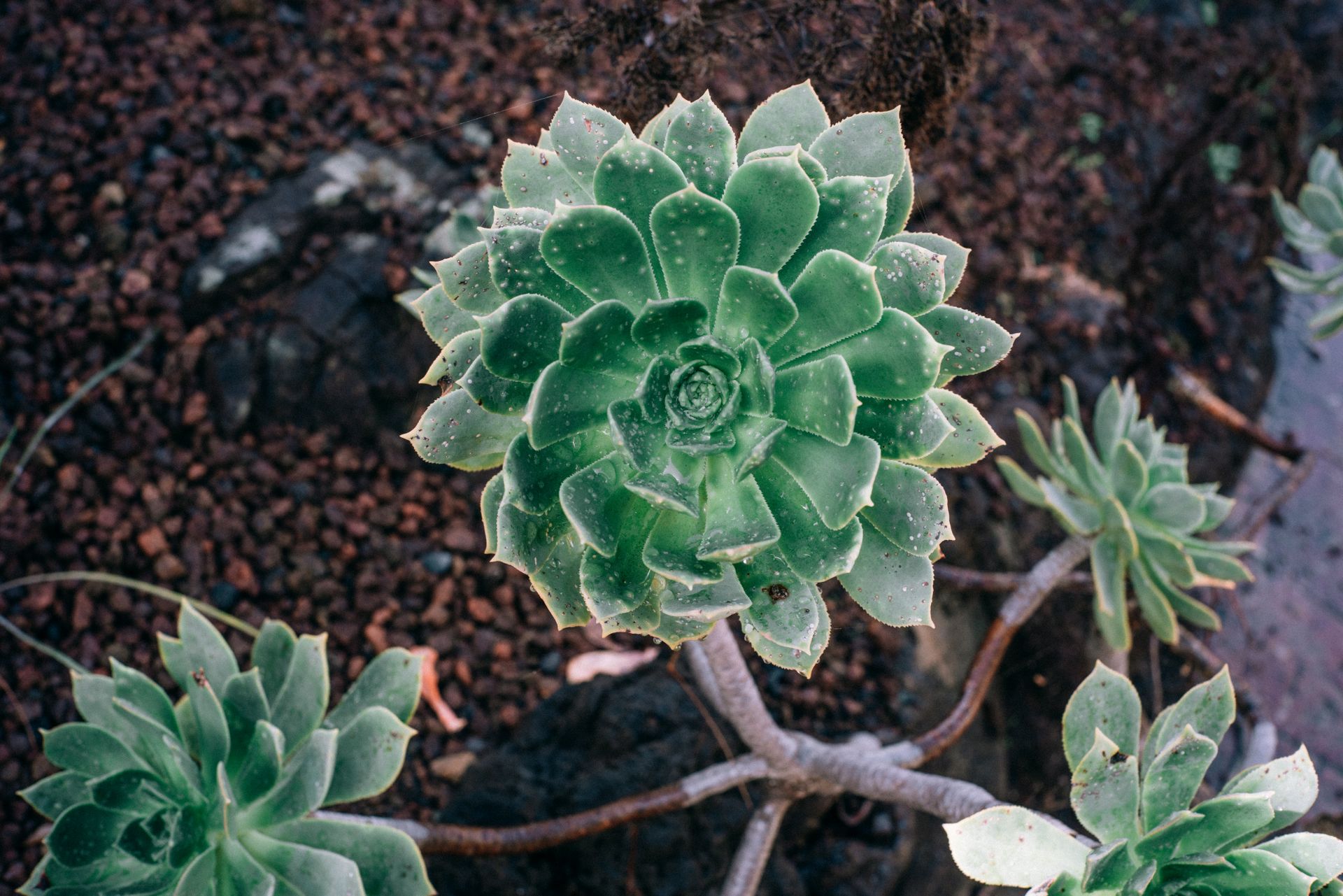 Close-up of a green succulent plant outdoors in Spain with earthy tones.
