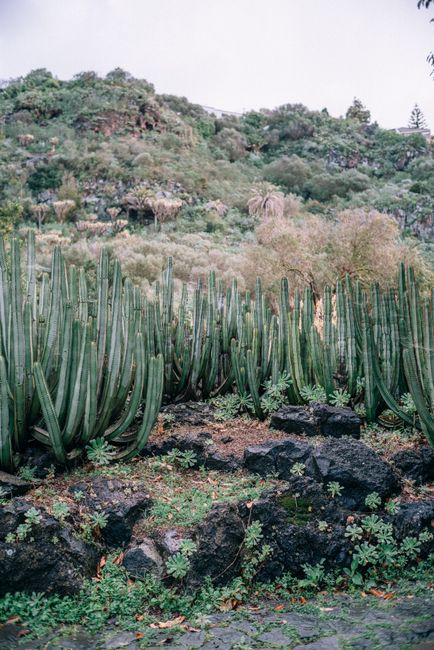 Lush cactus garden on a rocky slope in Spain, showcasing vibrant greenery.