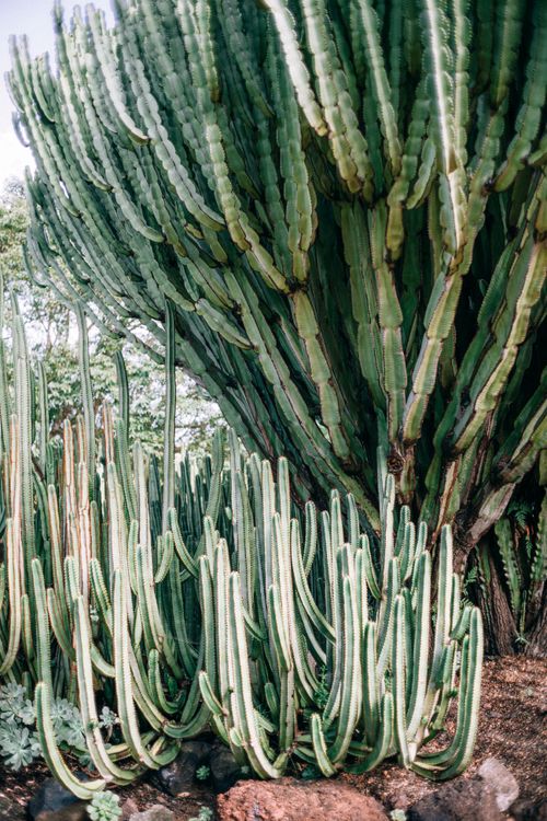 Free Lush cactus plants thriving in a sunny desert setting, Canary Islands. Stock Photo