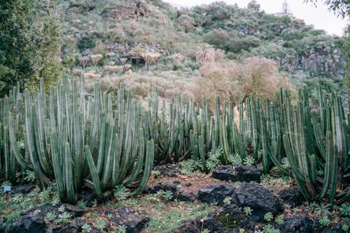 Green Cactuses on Rocky Ground