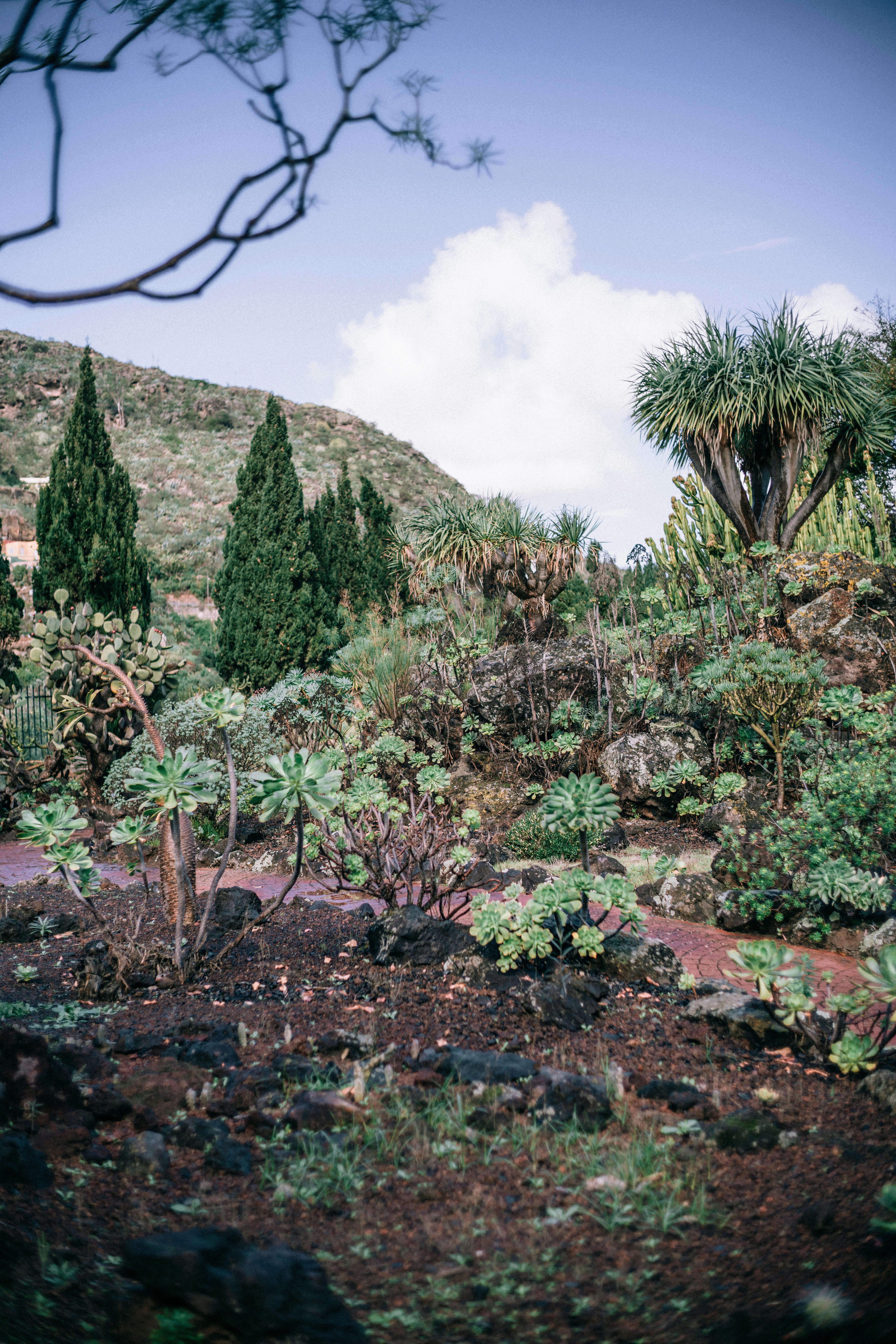 A scenic view of a lush rural landscape in Spain with diverse plants against a blue sky.
