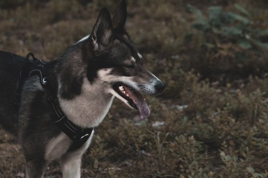 Close-up side profile of a Siberian Husky in nature, showcasing its unique coat and attentive gaze.