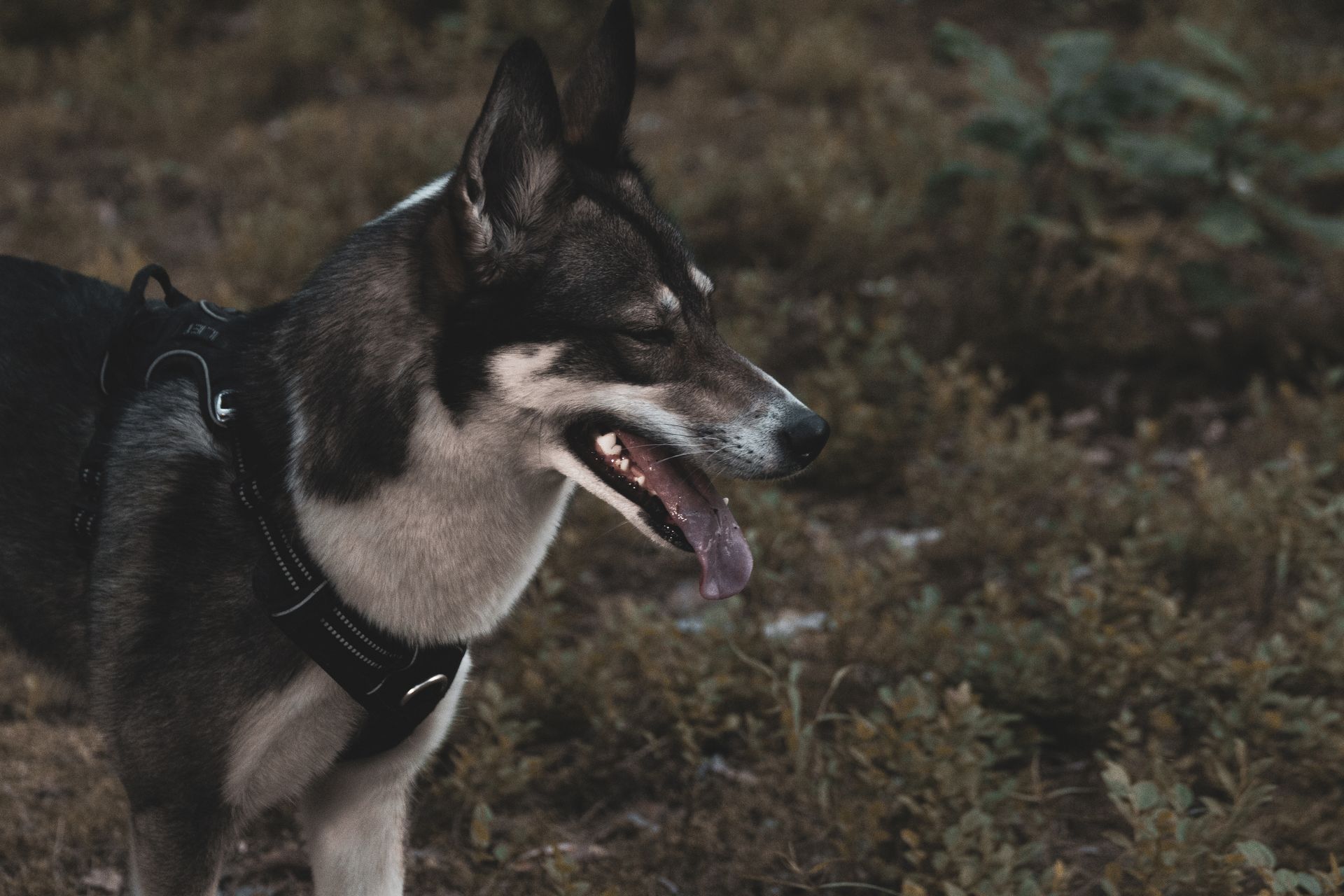 A Portrait of a West Siberian Laika