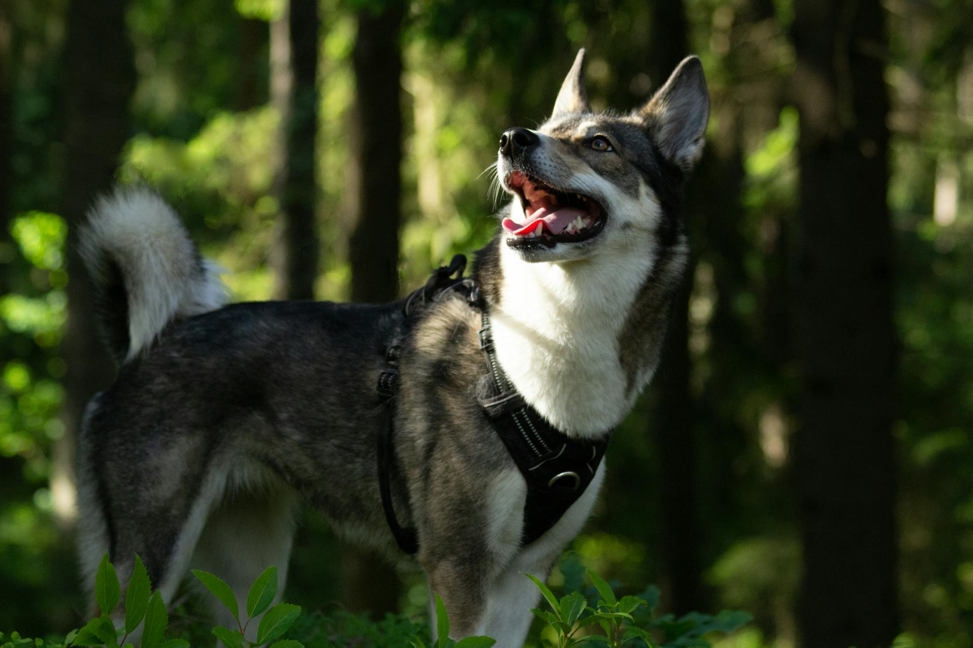 White and Black Siberian Laika Standing in the Forest while Looking Afar